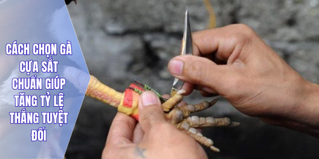 Cách chọn gà cựa sắt chuẩn