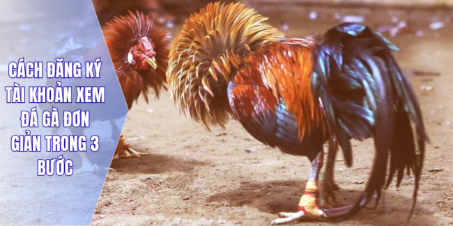 Cách đăng ký tài khoản xem đá gà