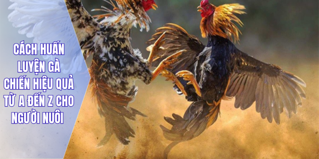 Cách Huấn Luyện Gà Chiến