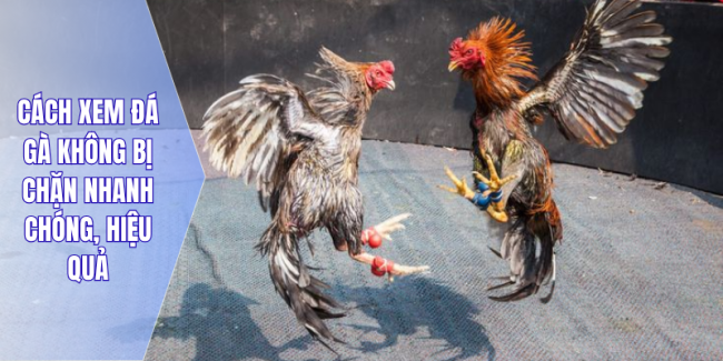 Cách xem đá gà không bị chặn