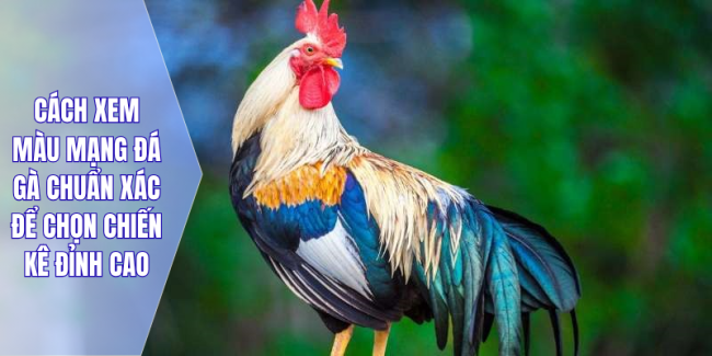 Cách xem màu mạng đá gà