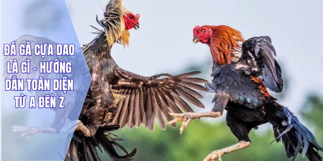 Đá gà cựa dao là gì