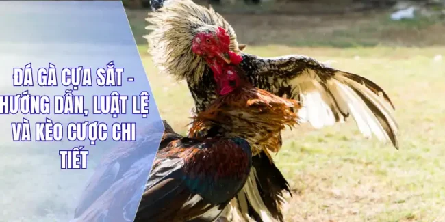 Đá Gà Cựa Sắt