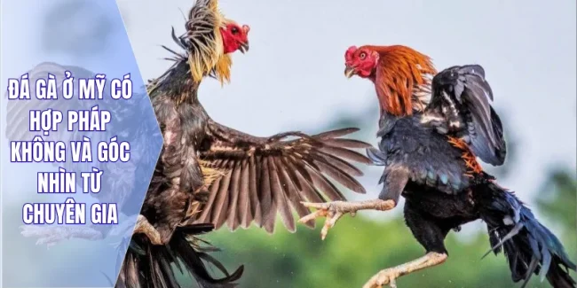 Đá Gà Ở Mỹ Có Hợp Pháp Không
