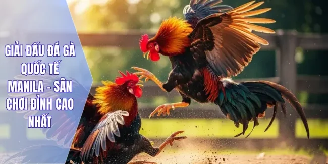 Giải Đấu Đá Gà Quốc Tế Manila