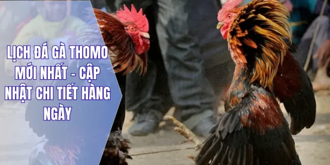 Lịch đá gà Thomo