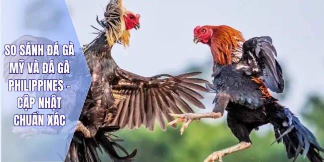 so sánh đá gà Mỹ và đá gà Philippines