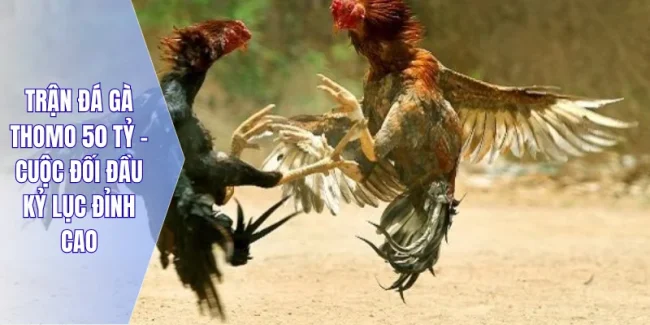 Trận Đá Gà Thomo 50 Tỷ